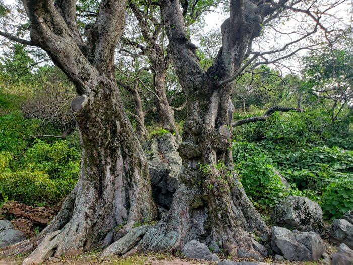 A group of 5 old trees in Goseong with 2 trees in the front with a large rock in between them