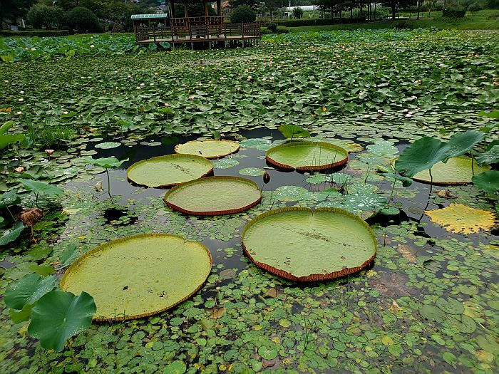 A group of giant lily pads at Sangri Lotus Park