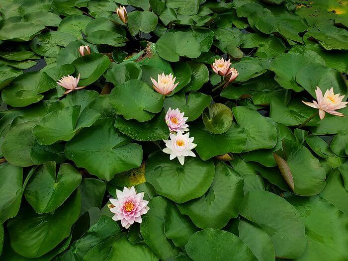 A group of pink water lilies