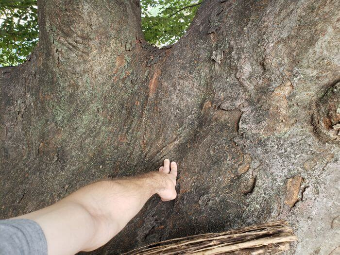 Nate stretching out his hand to touch the wide tree trunk