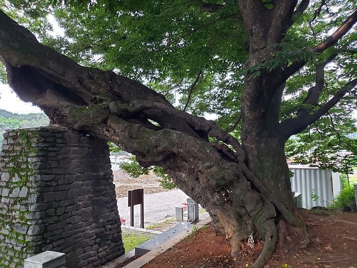 The hollow, leaning trunk of 440 year old tree resting on a brick tower