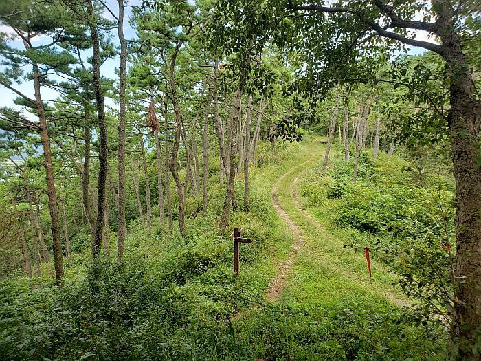 A junction in a grassy area
