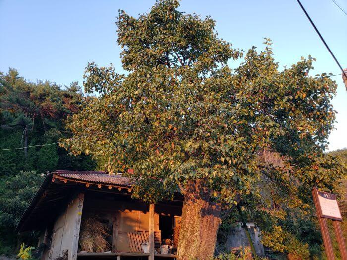A Korean Pear tree in front of a hanok at sunset