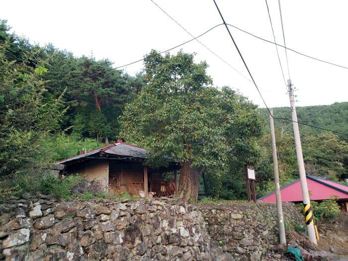 A Korean pear tree on a rock wall next to a hanok