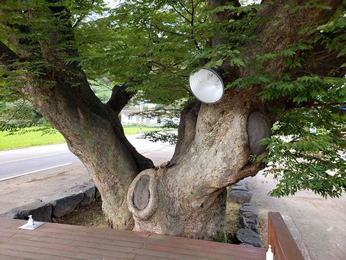 A lamp on an old tree next to a platform