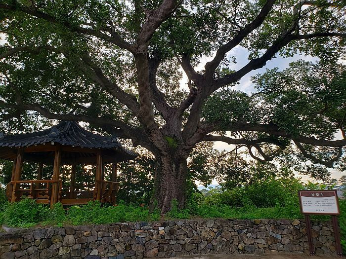 A large, old tree next to a pavilion with a stone wall