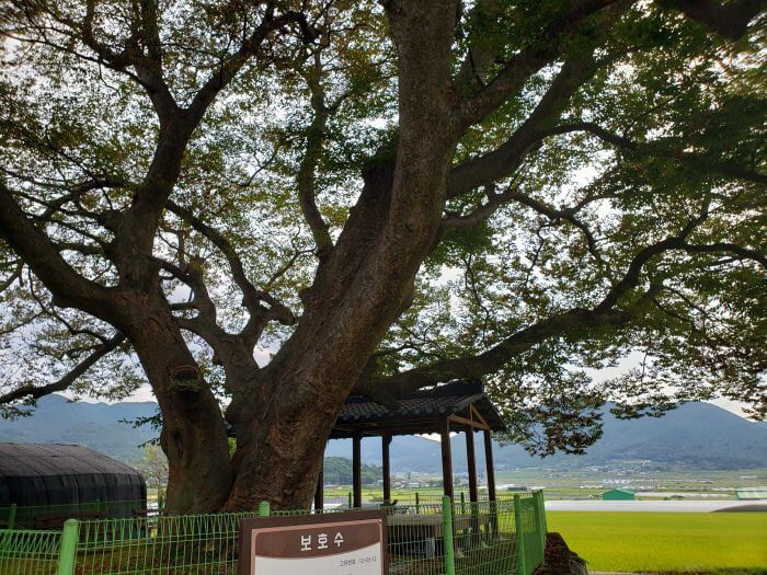 Large tree branches extending over a green fence