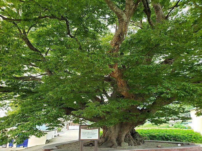 A large wide tree with deep green leaves