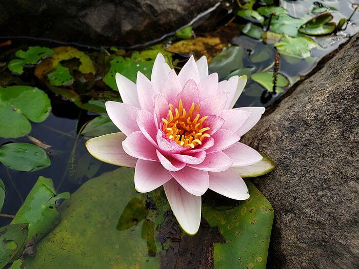 A light-pink-colored lily next to a rock in the water