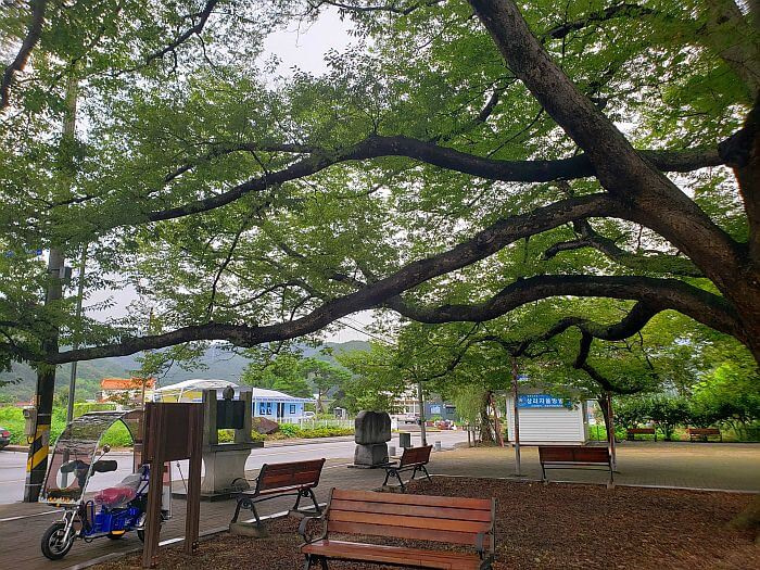 Long branches of a 200 year old tree stretching over benches and sidewalk towards the street