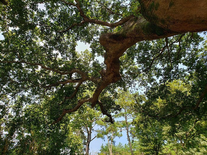 Long branches of a 550 year old tree