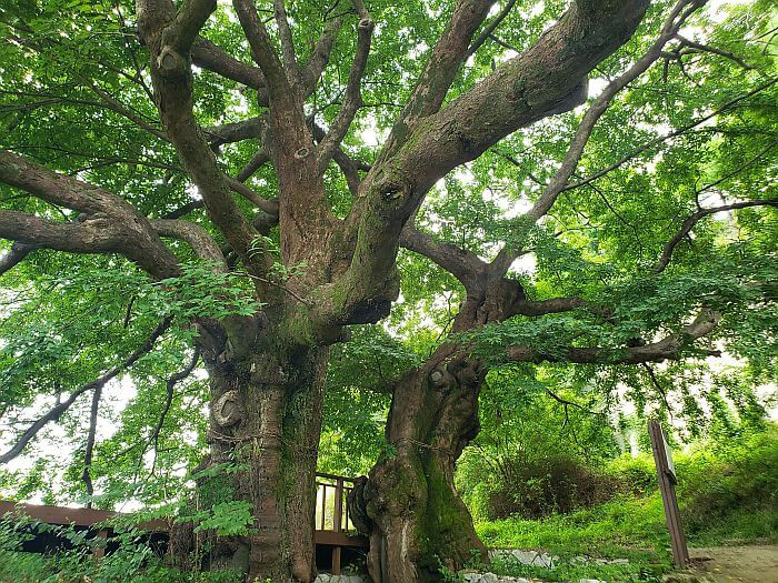 Long branches protruding from a trunk in many directions