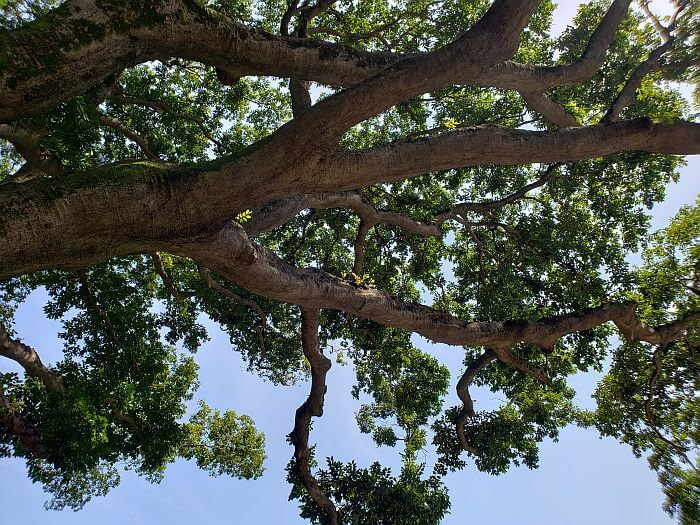 Long tree branches stretching out the side