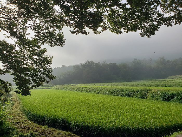 Rice fields on a misty morning next to an old tree in Goseong, Korea