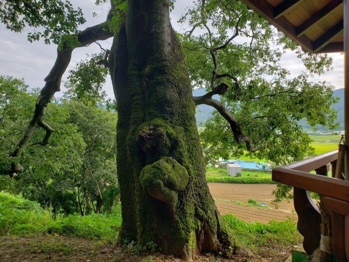 A mossy old tree with a couple knots next to a gazebo