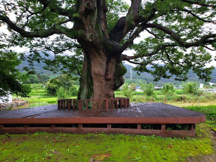 Mossy stone walkway and platform under an old tree