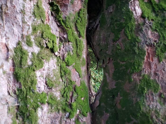A mossy tree trunk with a hole through the other side