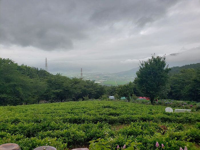 A mountainside of green tea with a view of the town below