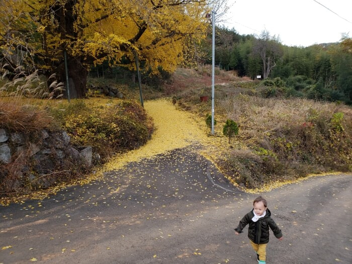 Noah walking on a road next to an old ginko tree with yellow leaves