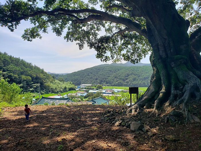 Noah walking under the shade of a 550 year old tree with a village below