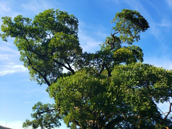 Odd shape of tree branch expansion