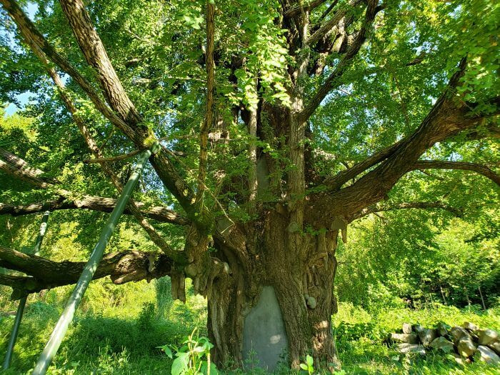 An old ginko tree in tall grass in Goseong