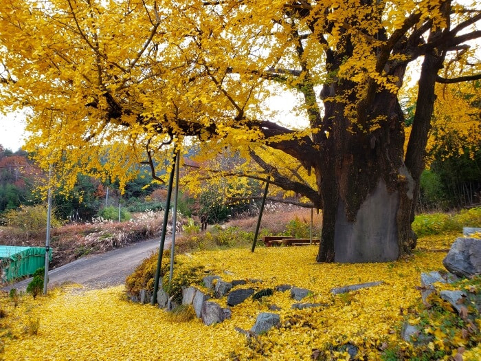 An old ginko tree with yellow leaves and the ground covered with them