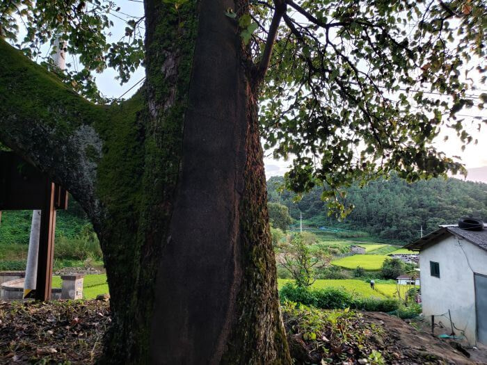 An old Korean Pear tree in front of rice fields