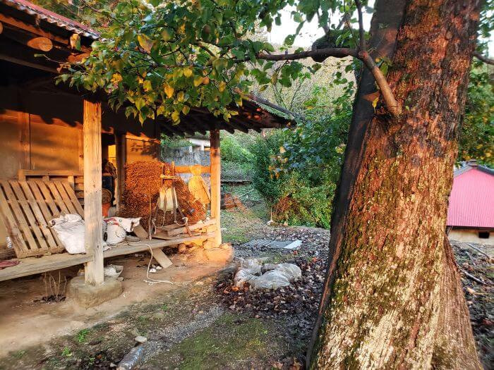 An old pear tree next to a hanok at sunset