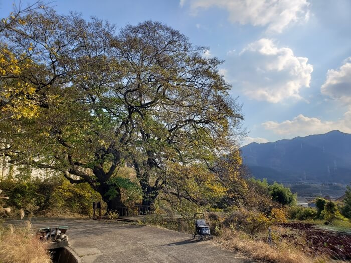 An old tree along a country road with a walker