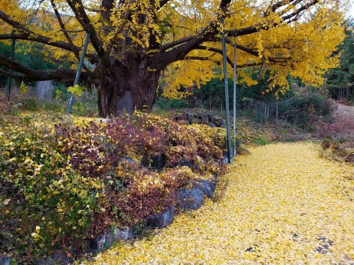 An old tree and ground covered in ginko leaves
