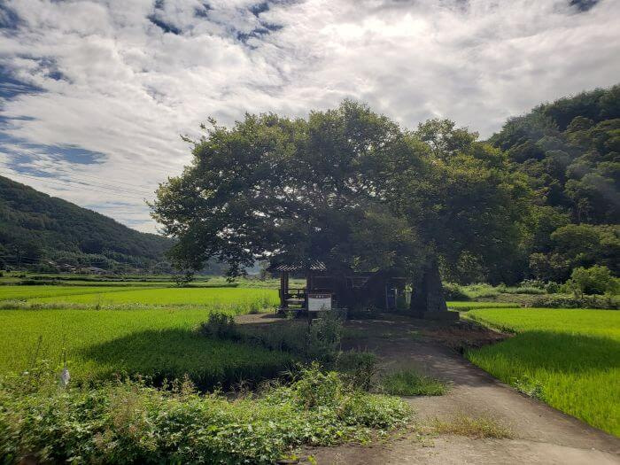 An old tree at the end of a driveway surrounded by rice fields