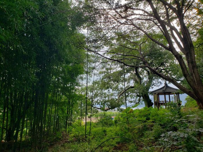 An old tree behind stalks of bamboo