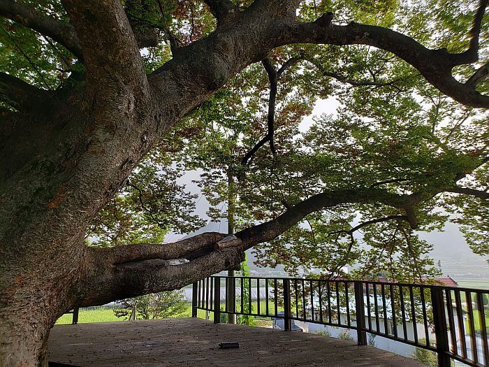 An old tree branch stretching across a deck with a water bottle inside