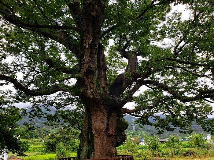 An old tree growing in front of mountains