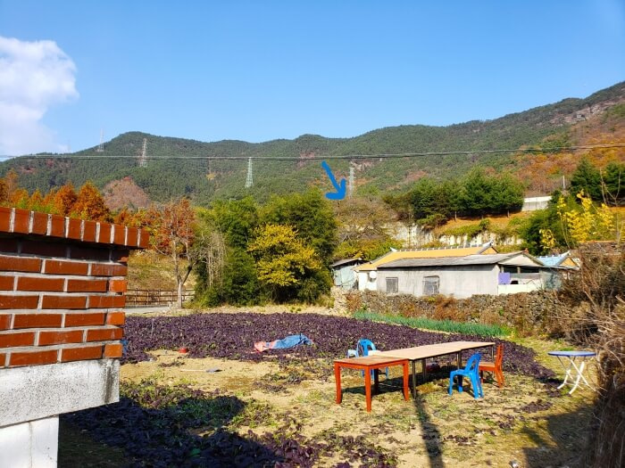 An old tree in the rear of a Korean village in Goseong
