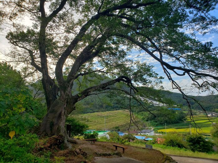 And old tree looming over benches and rice paddies in a village below