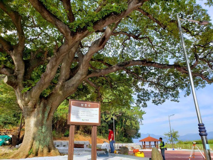 An old tree near the sea with construction workers and a sign under the tree