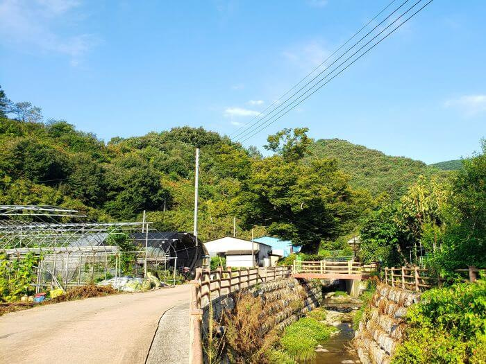 An old tree near a stream and road through the village with a greenhouse along the road