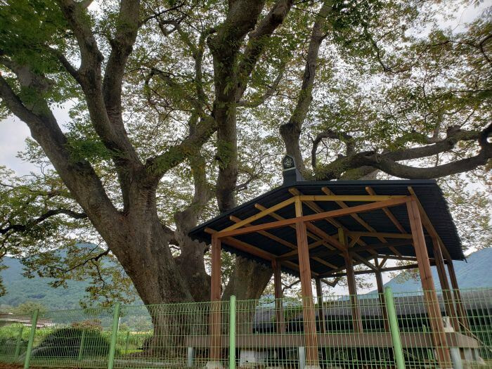 An old tree next to a covered shelter behind a green fence