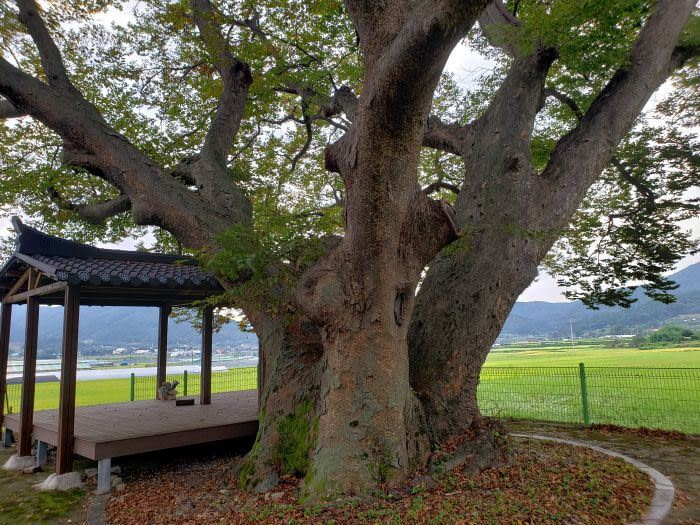 An old tree next to a covered shelter surrounded by rice fields