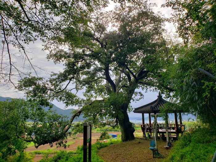 An old tree next to a gazebo overlooking crop fields below