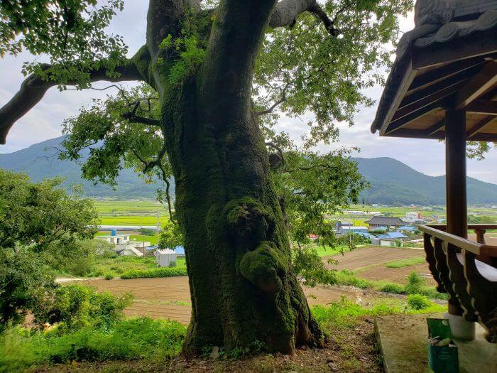 An old tree next to a gazebo overlooking the village below