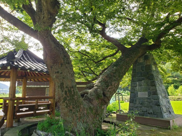 A 550 year old tree with half of it supported by a stone tower next to a gazebo and exercise machines next to a rice field