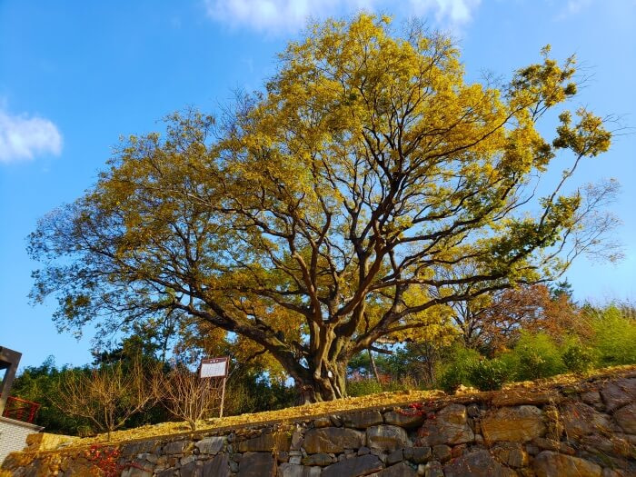 An old tree on a hill in autumn