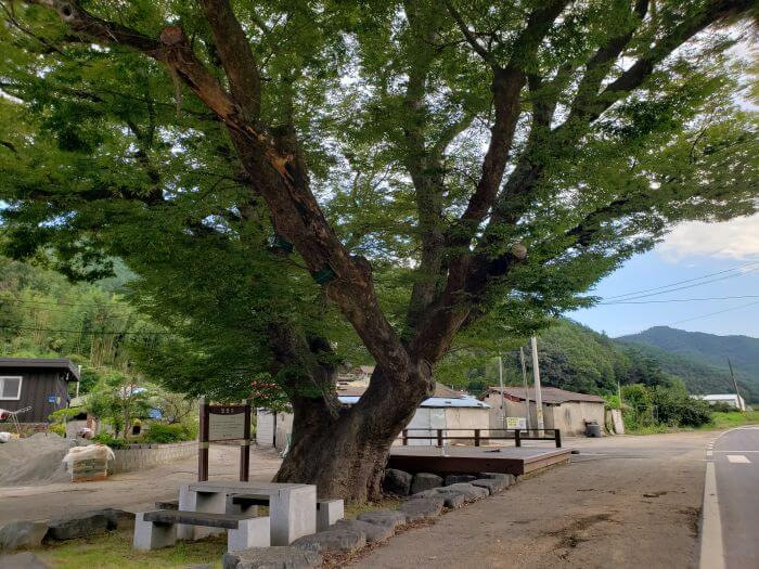 And old tree on the side of the road between a picnic table and a platform