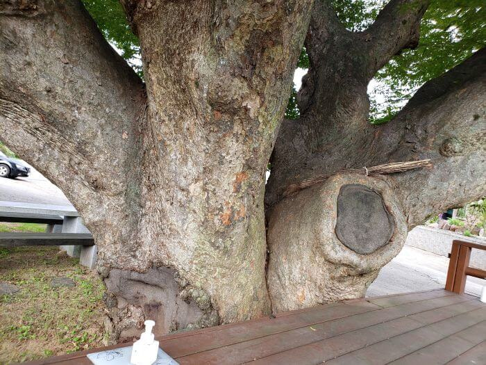 And old tree with a wide trunk next to a platform