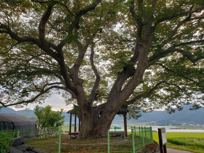 An old tree within a green fence surrounded by rice fields