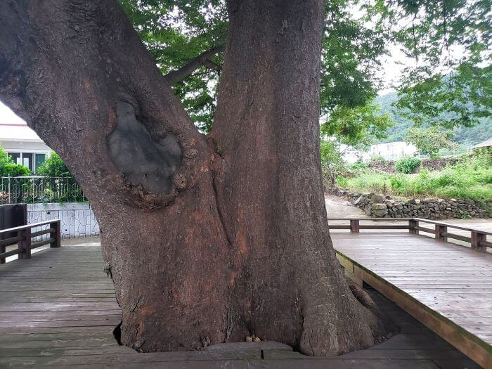 Old tree near rock wall in village