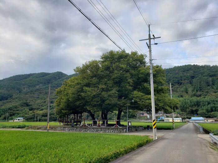Old trees standing out from a distance in rice paddies